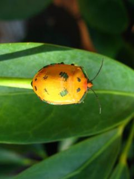 Beetle New Jersey on leaf about Biology and plant leaf