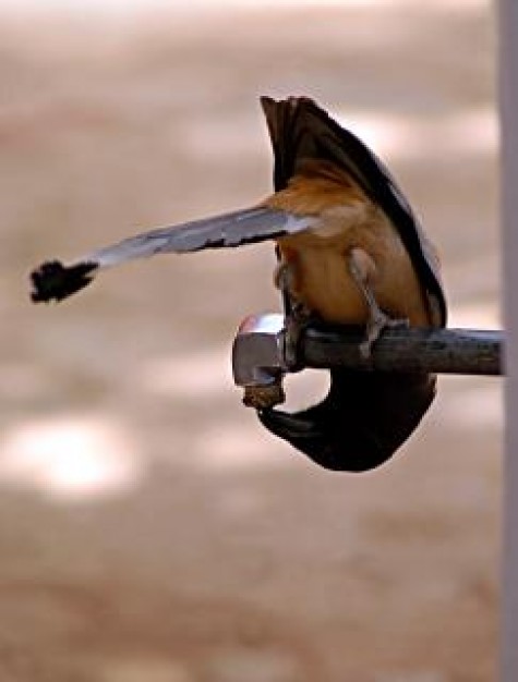 Bhopal thirsty Madhya Pradesh bird bhopal in bottom view about India Asia