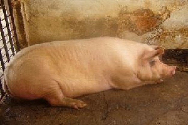 big pig lying at cage house with mud