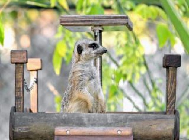 Biology the Zoology watcher animal about Zoos and Aquariums Meerkat