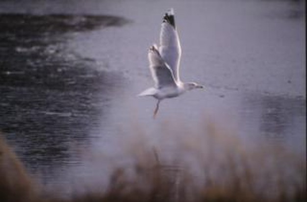 bird airborne flying over river and grass with dusk light