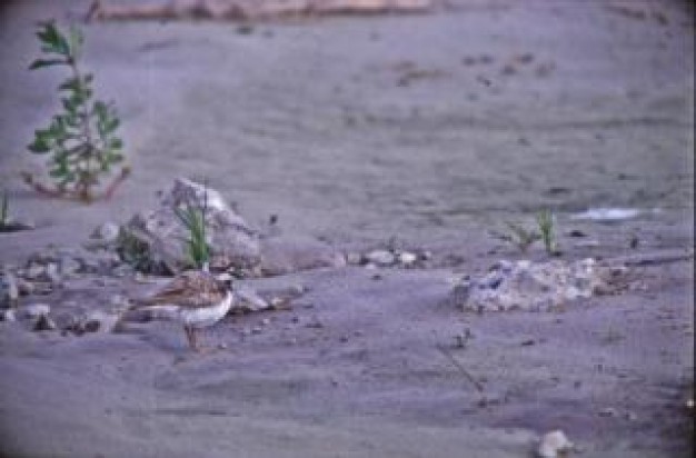 bird animal alone walking at rock road