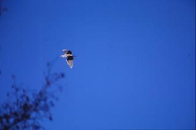 bird animal flying over tree blue sky
