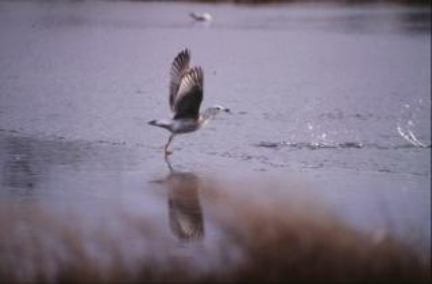 bird animal flying over water