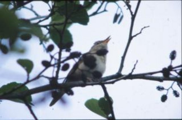 bird animal leaves in bottom view