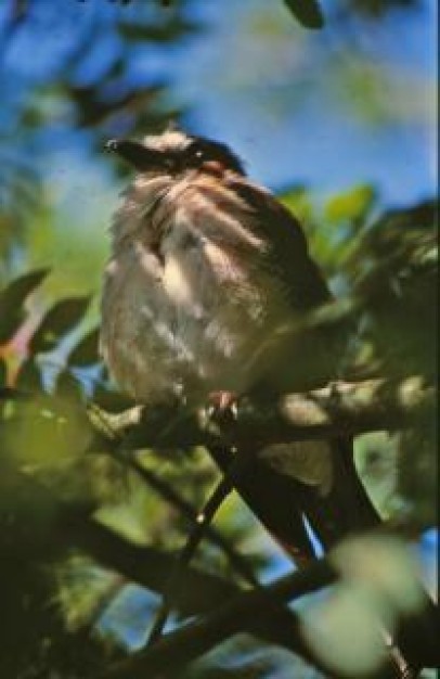 bird animal leaves tree with blue sky background