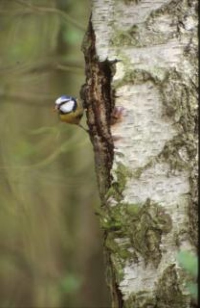 bird animal stopping rock wall