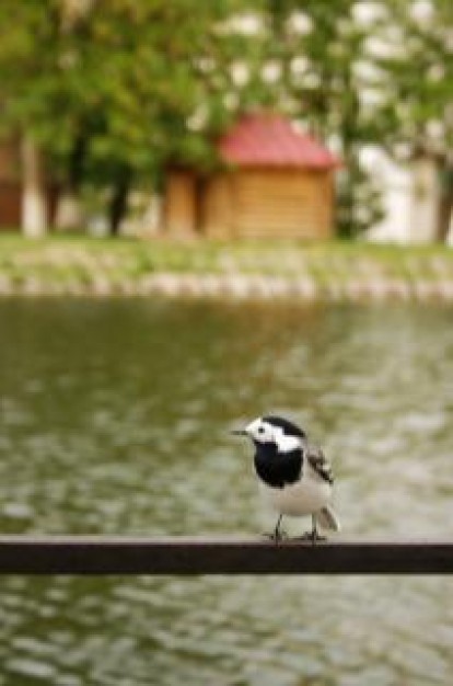 bird animal with lake background