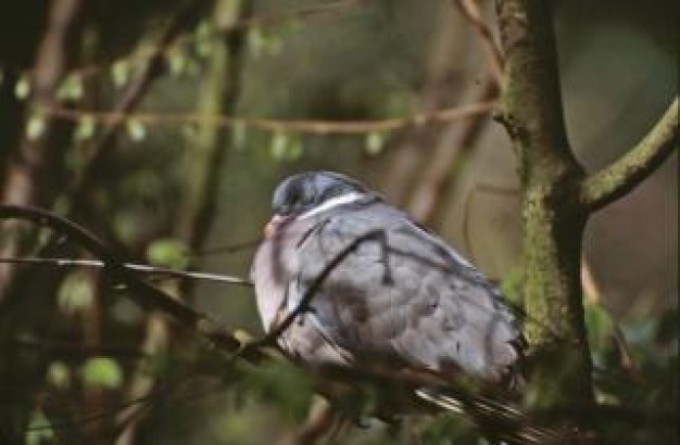 bird back feature stopping in tree branches