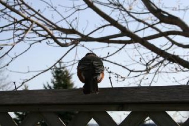 bird back view stopping on a fence