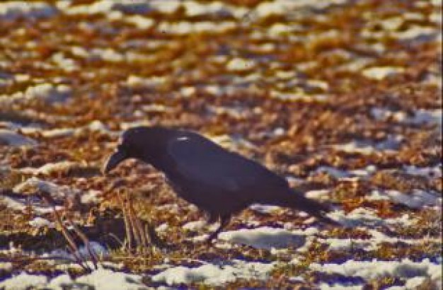 Bird black Crow animal about forest life