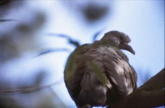 bird brown in back view