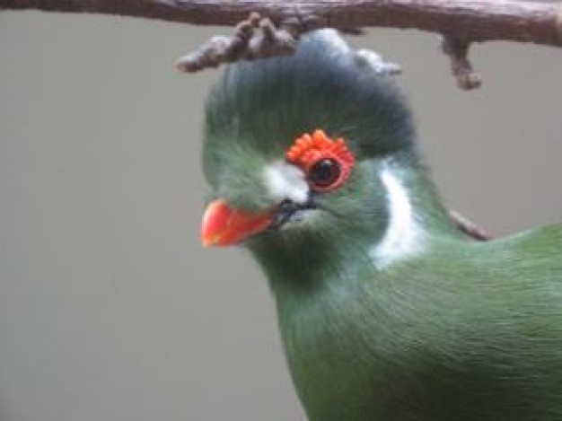 bird closeup with orange red brow and mouth and green feather