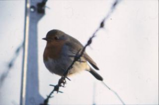 bird fat stopping on wire