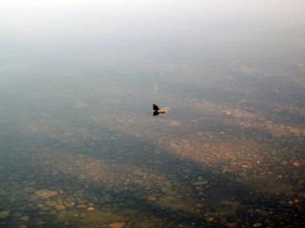 bird flying over alone water with reek