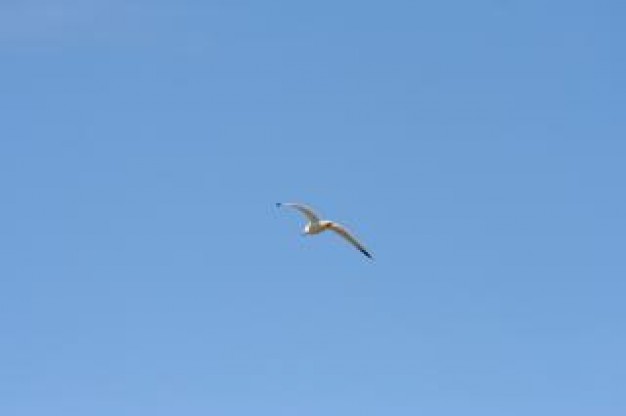 Bird flying Recreation bird with blue sky about bird Biology