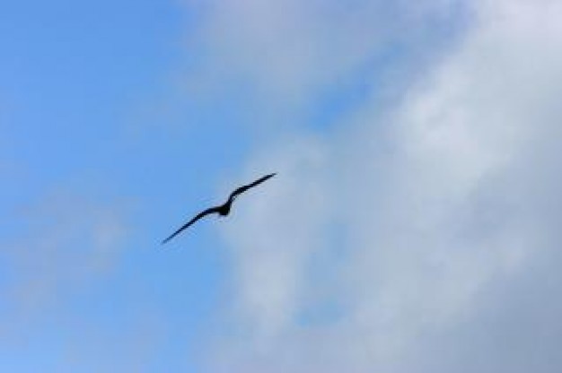 bird flying wings over cloudy blue sky