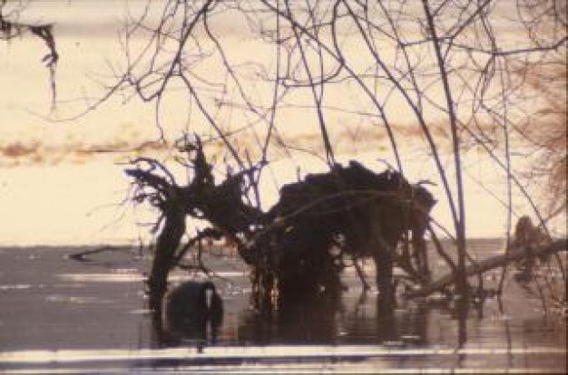 Bird Gardens branches animal about river Environment