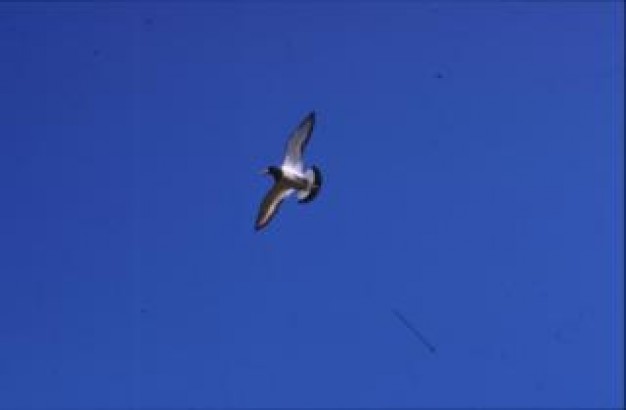 bird glide flying over blue sky