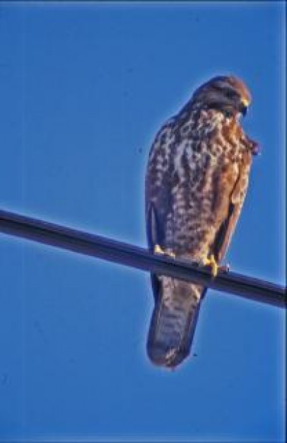 Bird hawk Red-tailed Hawk hunter about blue sky Flora and Fauna Biology