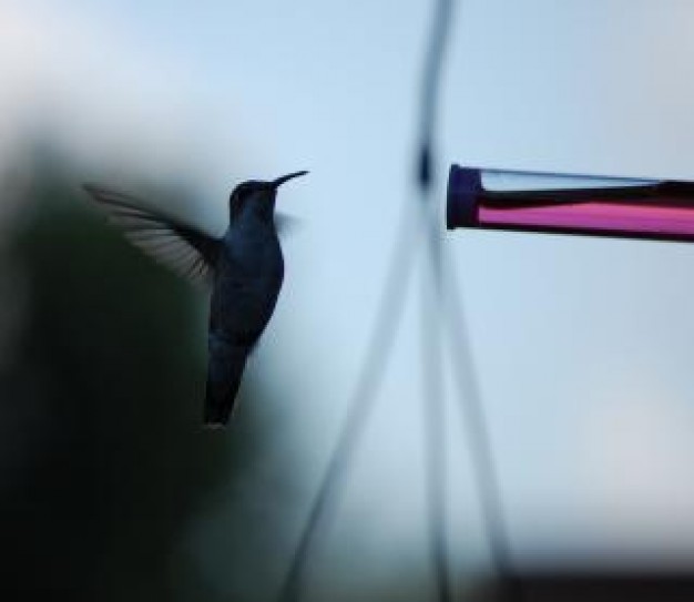 Bird humming Royal Veterinary College bird wings about interesting Nature