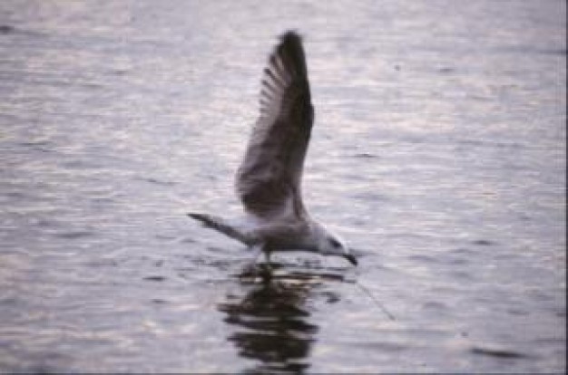 bird hunting food flying on water surface