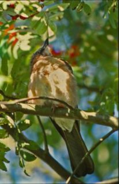 bird in a tree with green leaves