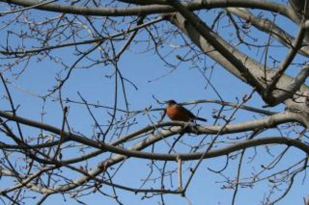 bird in a winter tree wildlife with blue sky