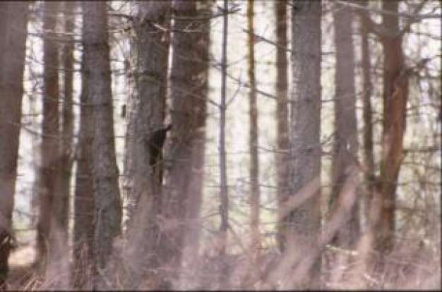 bird in the woods with morning light