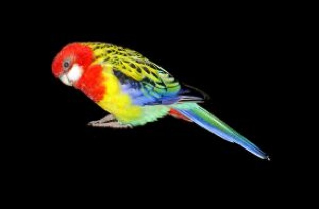 Bird little Parrot multicolor with black background about Recreation Pets photo art