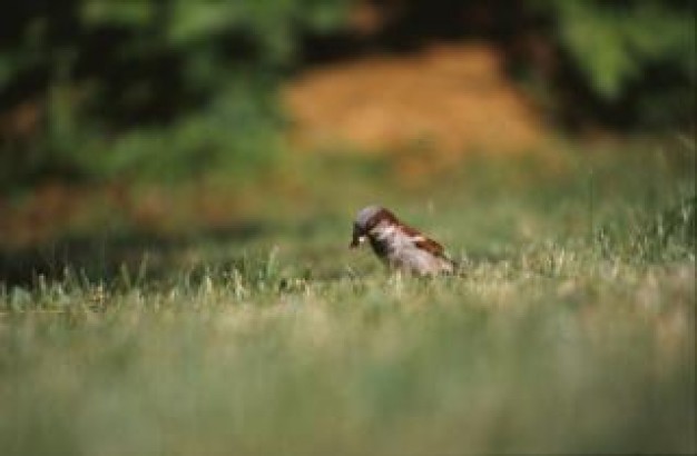 bird nature animal standing at grass