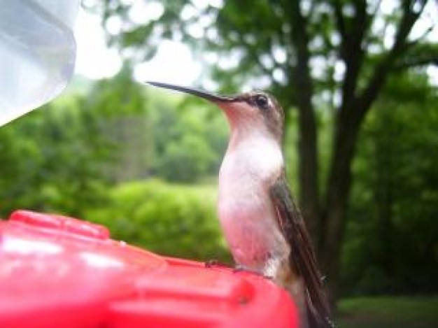 bird nature drink on red plate