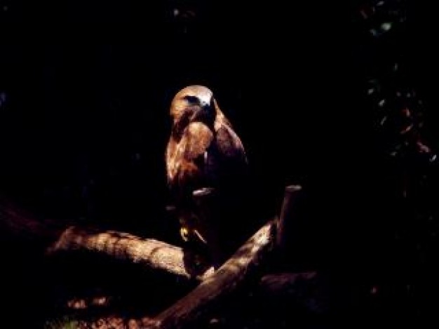 bird of prey cage over dark background