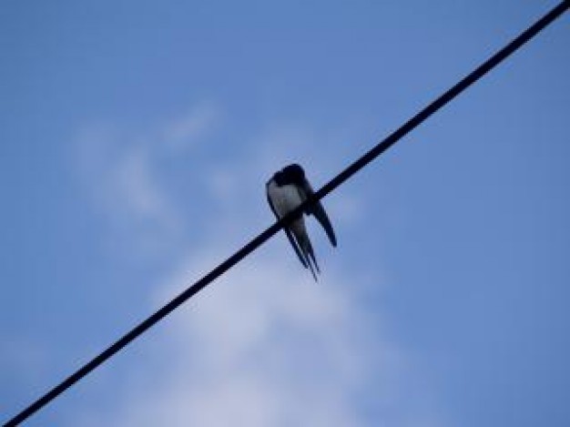 bird on a wire animal with blue sky background