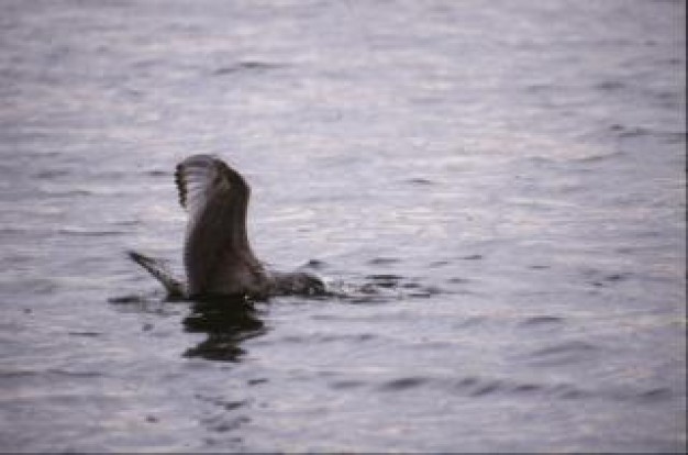 bird opening wing hunting in water