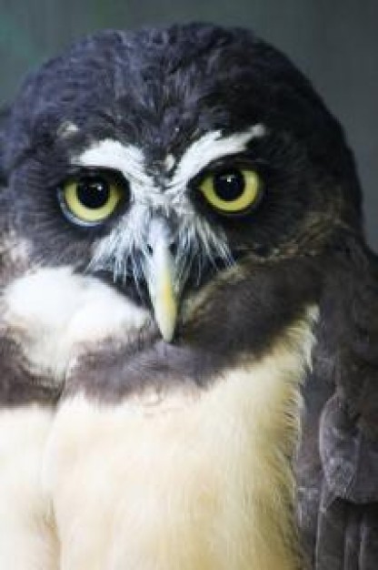 Bird Owl eyes about Biology close-up
