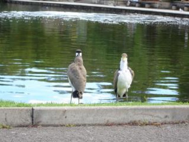 bird pair standing by the lake with light