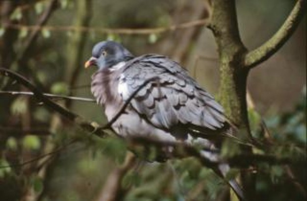 Bird pigeon Columbidae animal bird about forest pigeon