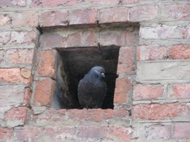 Bird pigeon Columbidae animal bird brick about Biology house