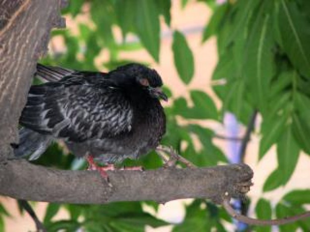 Bird pigeon Columbidae in branch about Passenger Pigeon