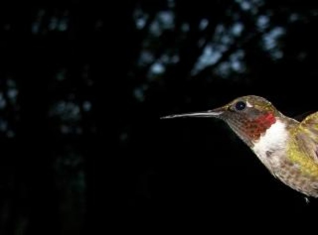 Bird Recreation head about Biology Flora and Fauna