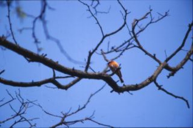 Bird Recreation in bald tree branch about Blue Jay sky
