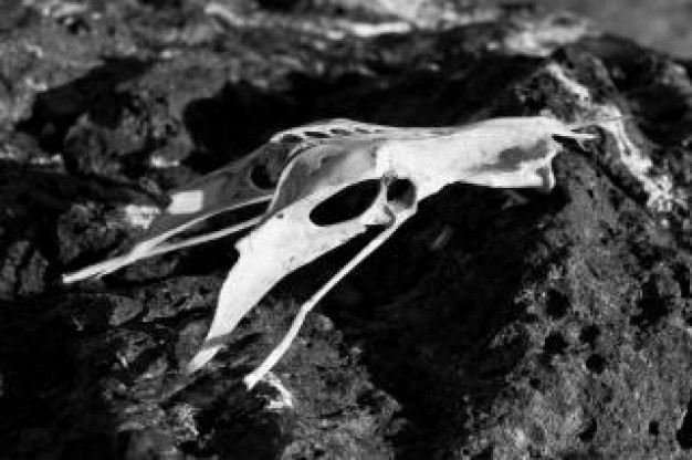 Bird Recreation skull about animal Biology death