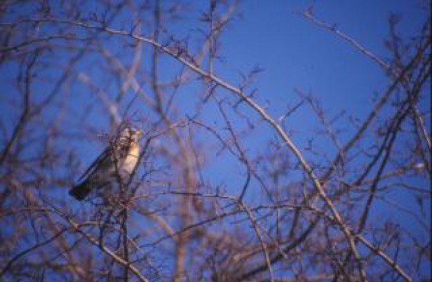 Bird Recreation tree animal with blue sky background about forest tree Pets