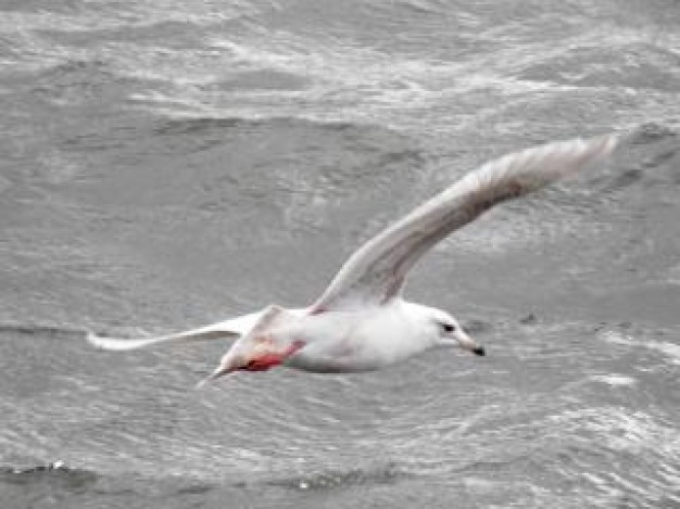 Bird seabird flying over the sea about sea landscape