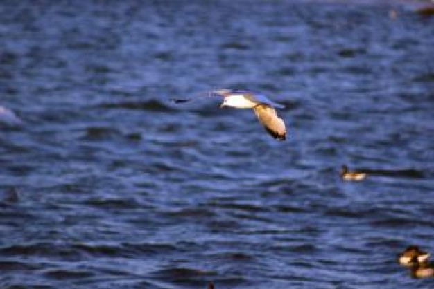 Bird seagull Gull animal about sea animal Biology Ornithology