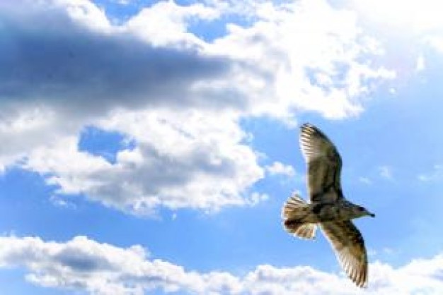 Bird seagull Gull in flight about Biology Ornithology blue sky