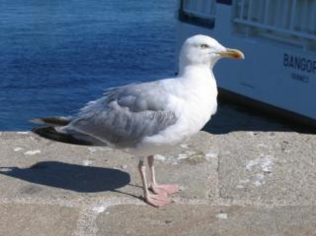 Bird seagull Recreation gray about seaside life