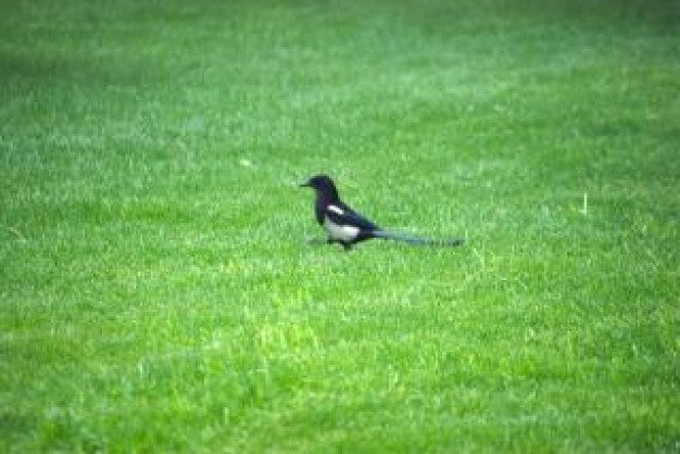 bird side view standing on grass