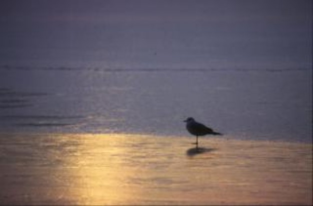 bird sitting in water with sunshine light shine water